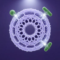 Antibacterial Protection